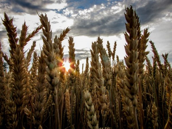 Opadanie zboża – zagrożenia i rozwiązania